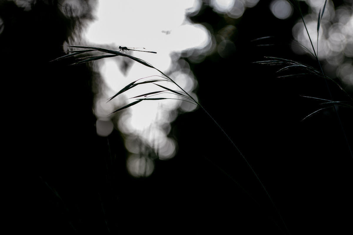Agrion élégant